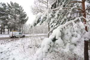 Camión en una carretera nevada rodeado de árboles cubiertos de nieve