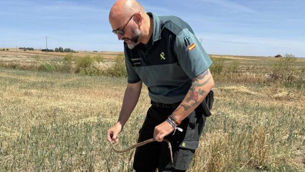 Guardia Civil liberando una culebra de escalera en el campo