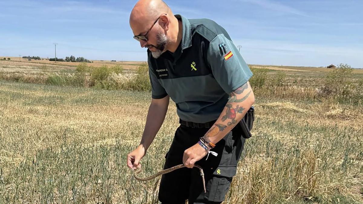 Guardia Civil liberando una culebra de escalera en el campo