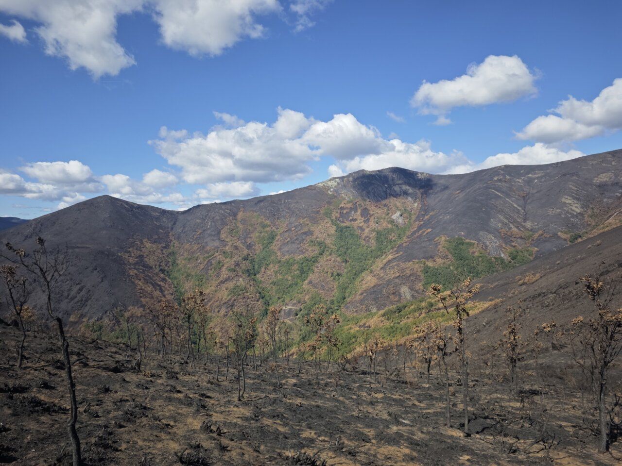 Paisaje quemado tras incendios forestales en el noroeste de España