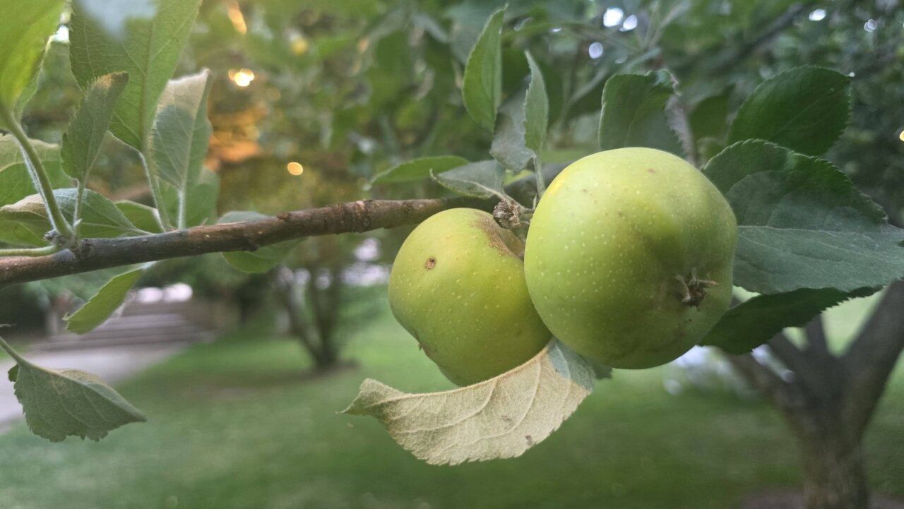 Manzanas verdes en una rama de árbol en un jardín