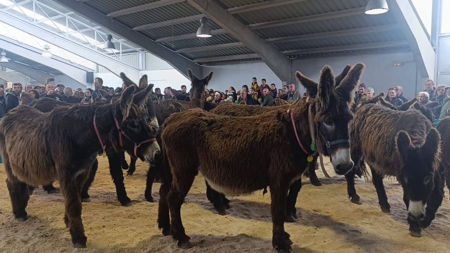 Grupo de burras de la raza asnal zamorana-leonesa en un evento de conservación