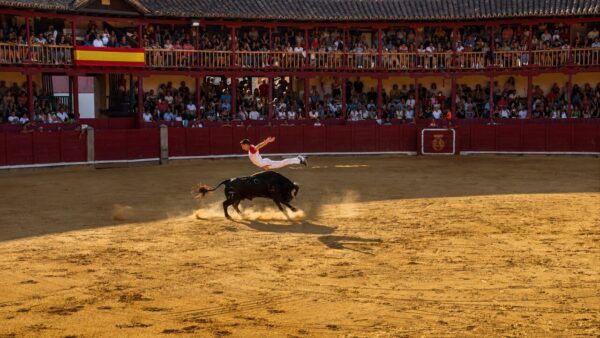 Participante saltando sobre un toro en el Concurso de Cortes en Toro