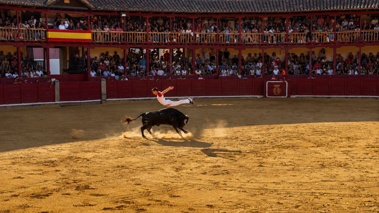 Participante saltando sobre un toro en el Concurso de Cortes en Toro
