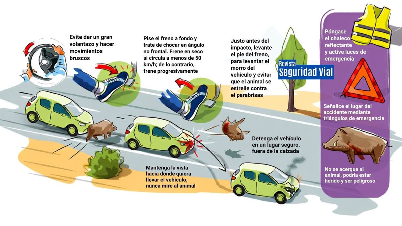 Instrucciones sobre cómo actuar ante animales en la carretera