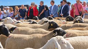 Celebración de la trashumancia en San Vitero con la Diputación de Zamora