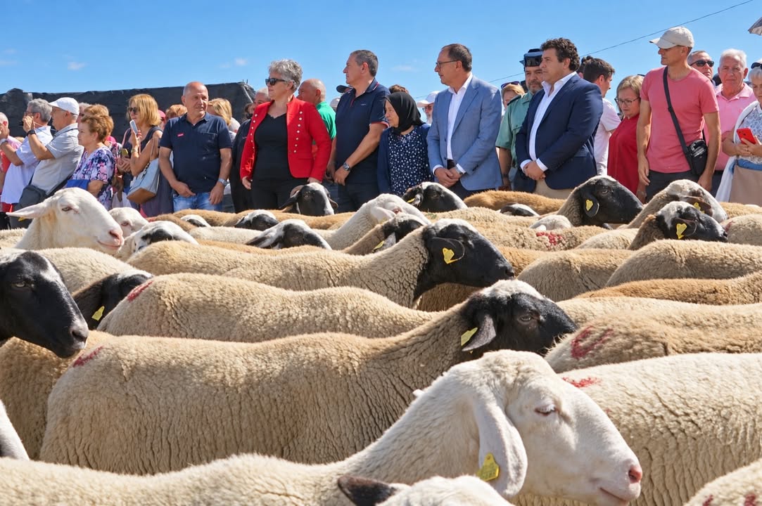 Rebaños de ovejas en la celebración de la trashumancia en San Vitero