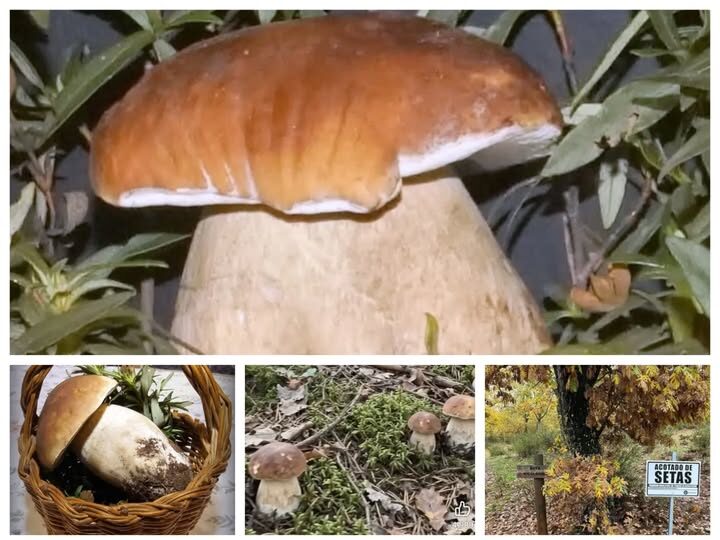 Diversas imágenes de setas boletus en su entorno natural