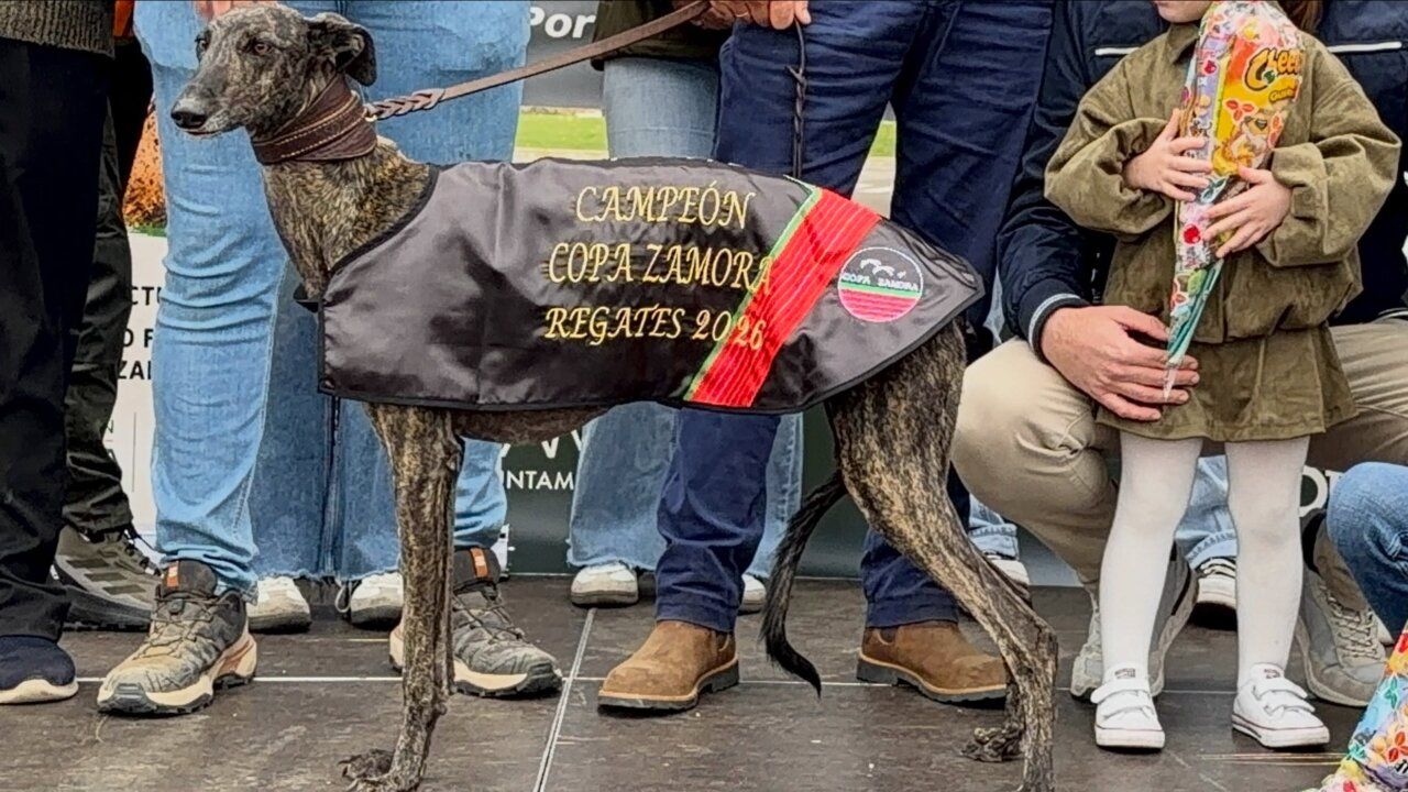 Galga atigrada con banda de campeona de la Copa Zamora de Regates 2026
