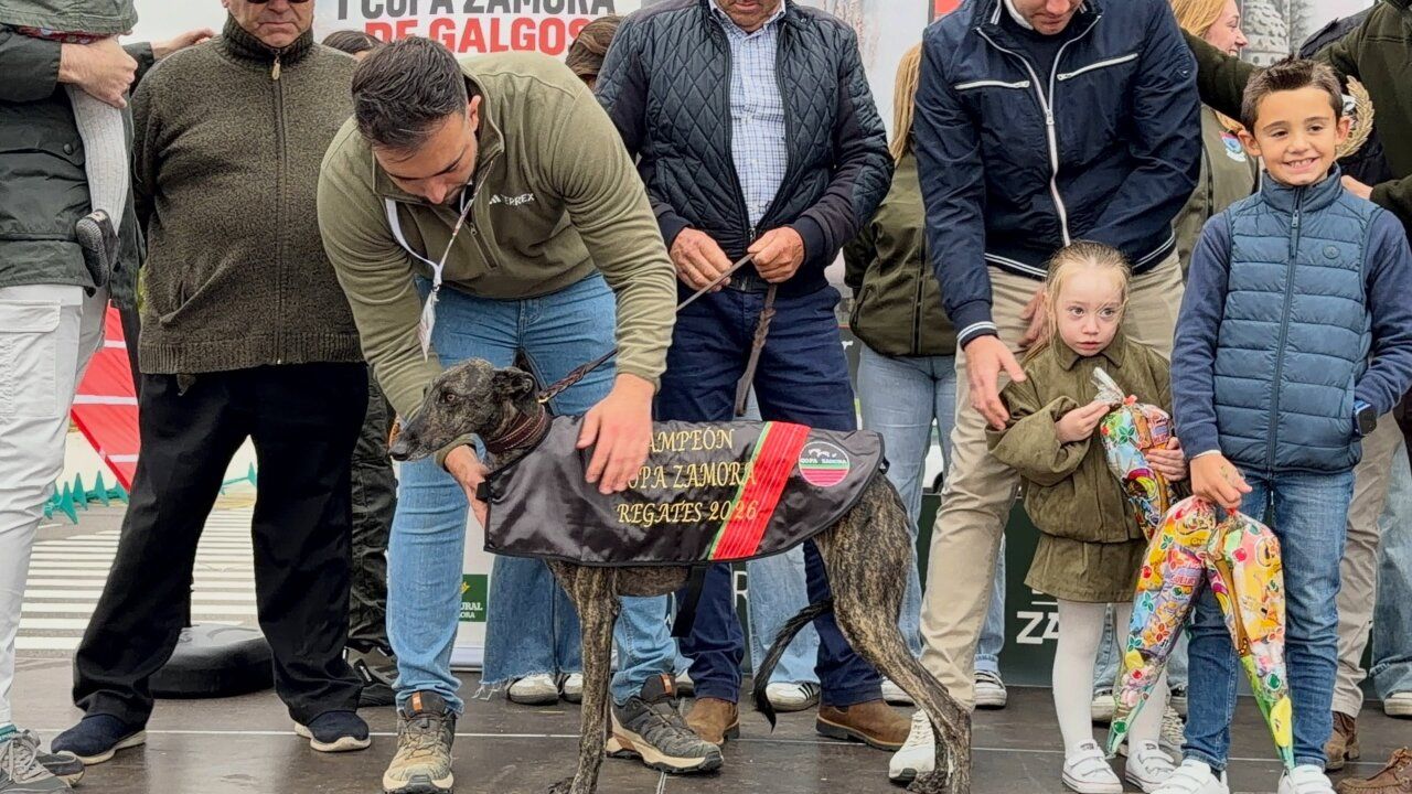 Galga atigrada con una manta de campeona junto a un hombre y varias personas.