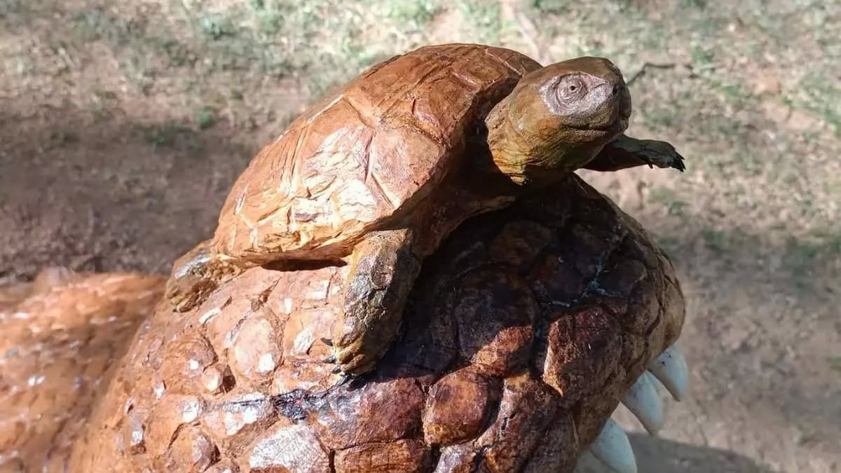Primer plano de una tortuga esculpida sobre una figura de cocodrilo.
